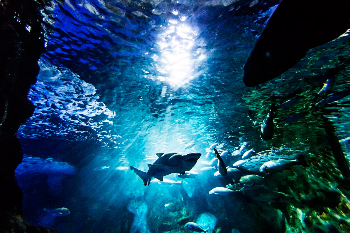 Aquarium Museo oceanográfico • Donostia - San Sebastián • Guía Turística